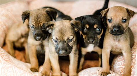 houston dog adoptions small dogs.